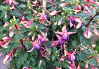 Fuschia