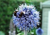 globe thistle