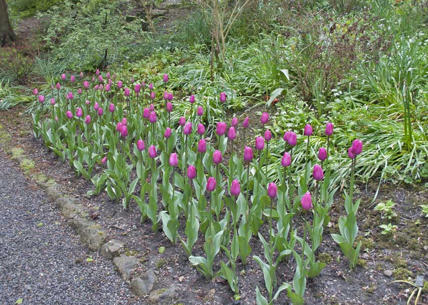 Constable Burton tulips