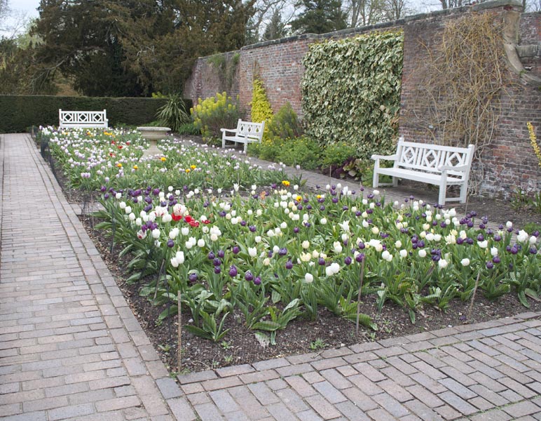 tulip bed