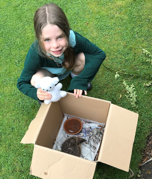 Hedgehog rescue