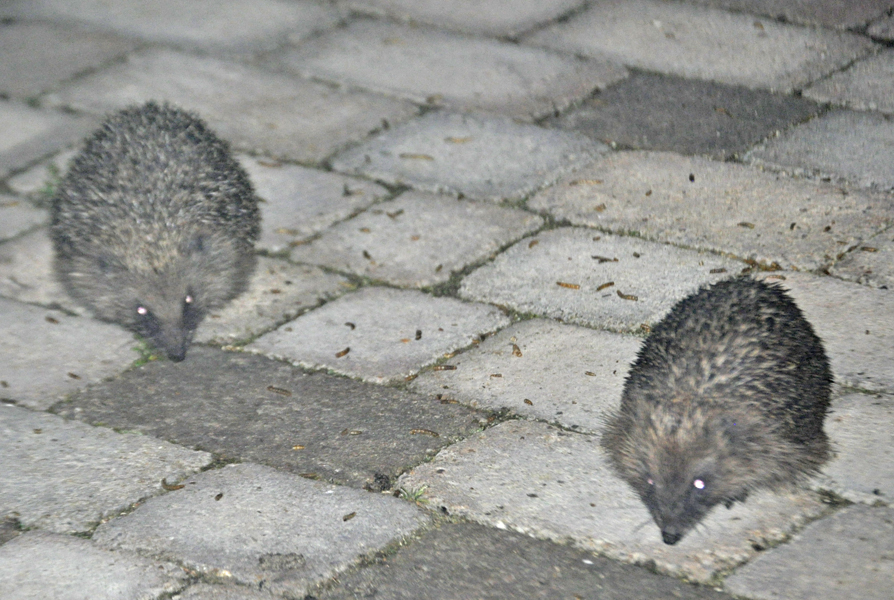 Hedgehogs